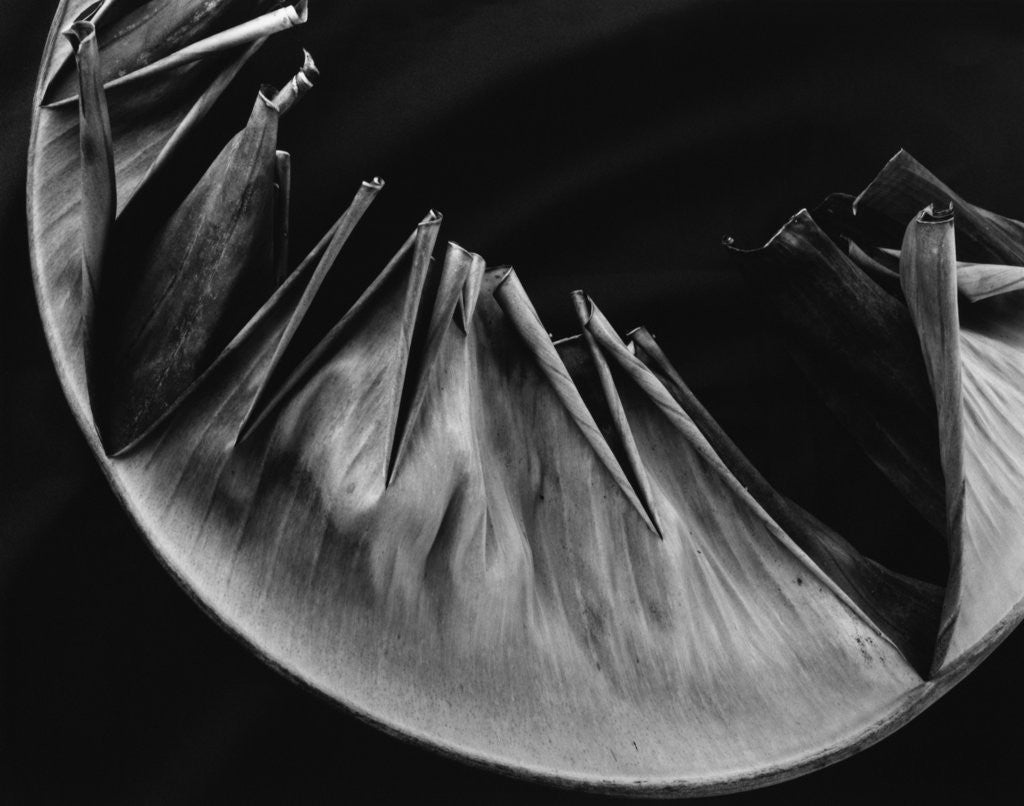 Detail of Leaf by Anonymous