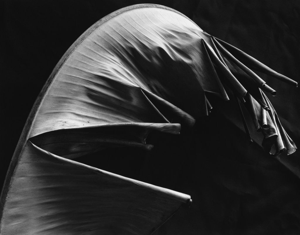 Detail of Leaf by Anonymous