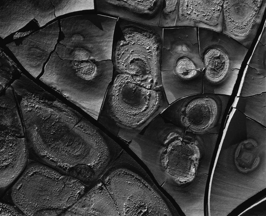 Detail of Cracked Mud by Anonymous