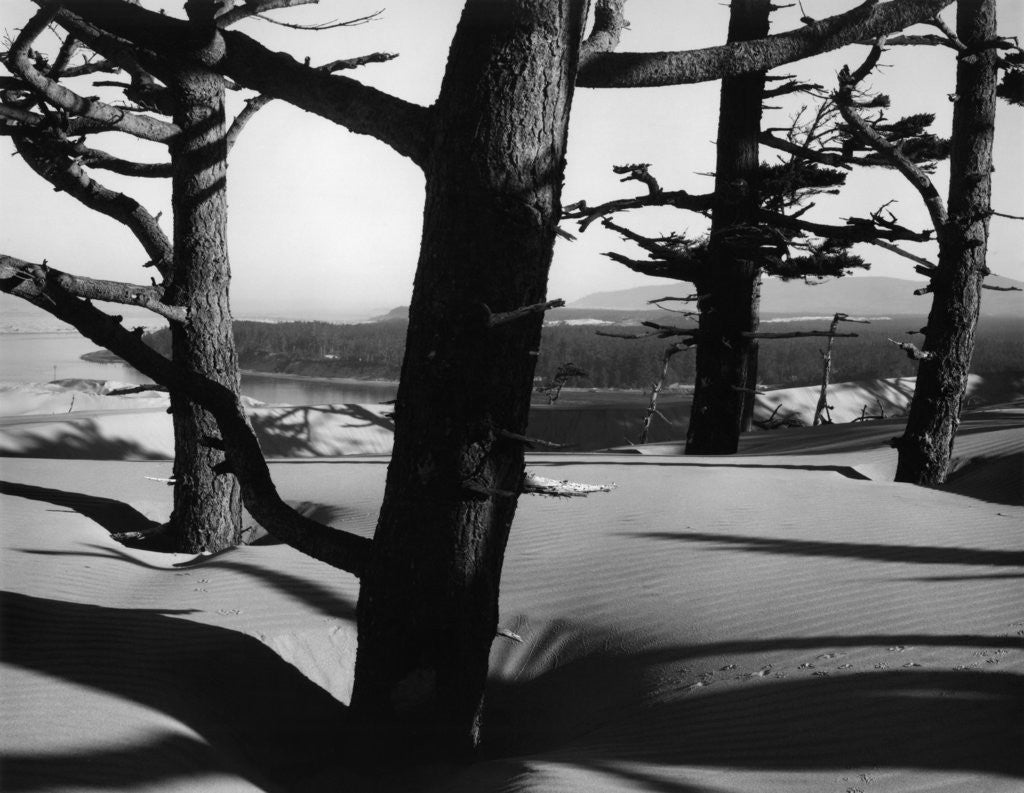 Detail of Dunes and Trees, Oregon, 1962 by Corbis