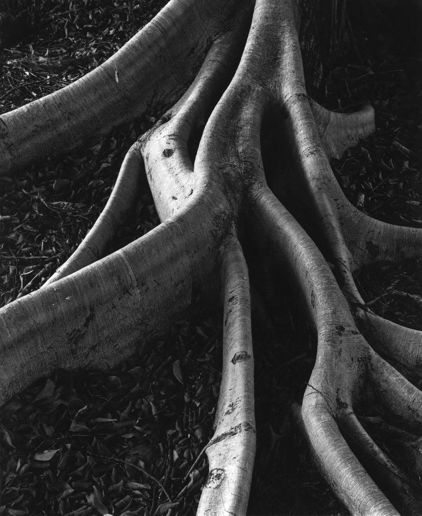 Detail of Banyan Roots, Hawaii by Anonymous