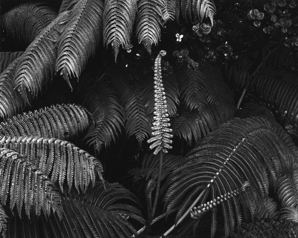 Detail of Ferns by Anonymous