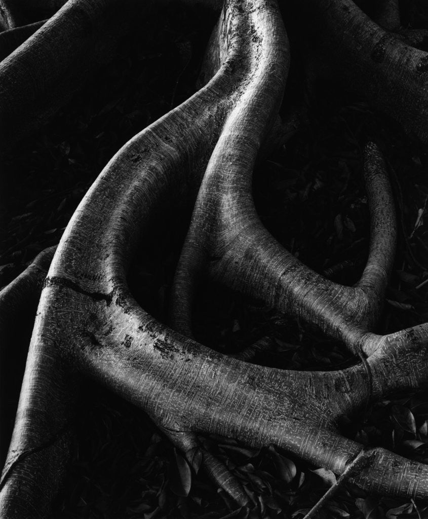 Detail of Banyan Roots, Hawaii by Brett Weston