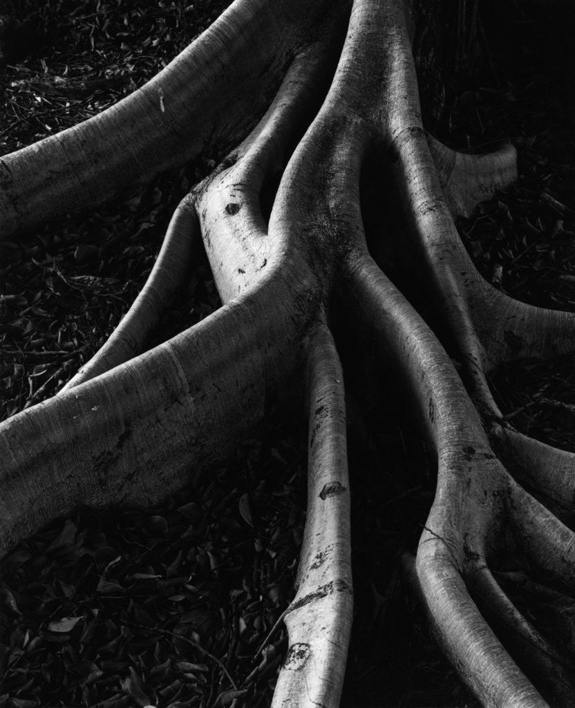 Detail of Banyan Tree Roots by Anonymous