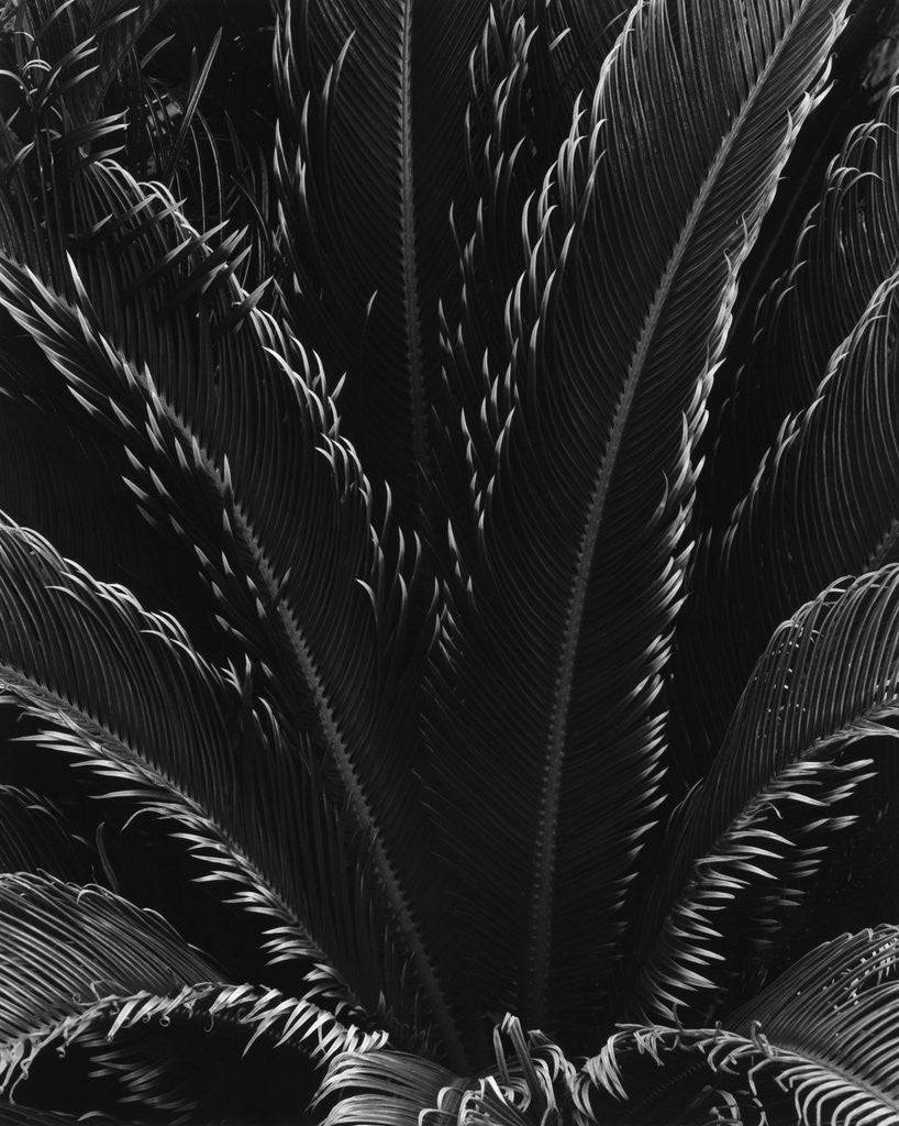 Detail of Palm Fronds by Anonymous