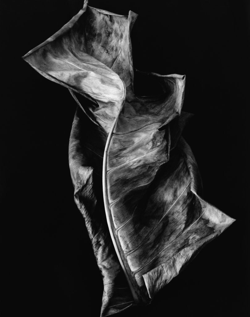 Detail of Dead Leaf by Anonymous