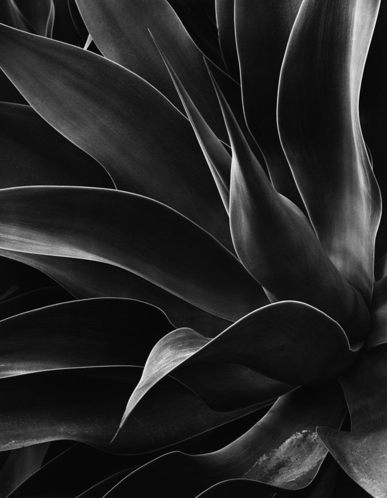 Detail of Century Plant by Anonymous