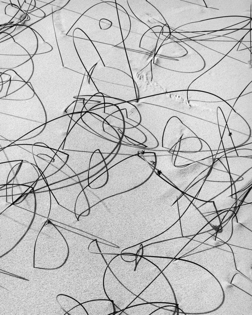 Detail of Reeds in Sand by Anonymous