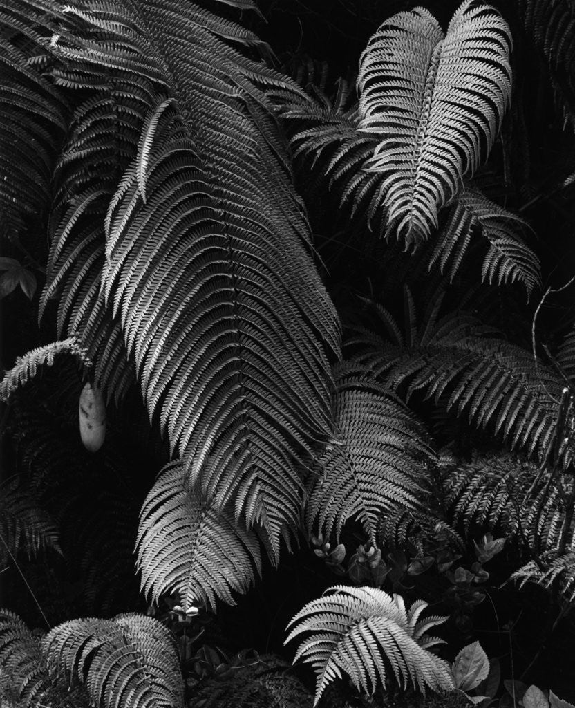 Detail of Fern Leaves by Anonymous