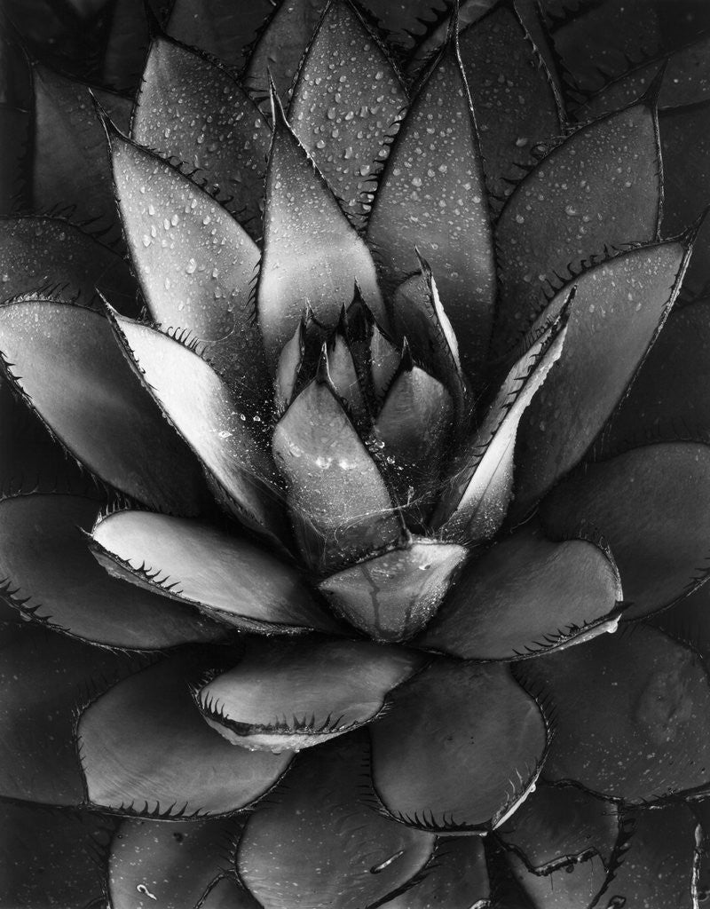 Detail of Century Plant by Brett Weston