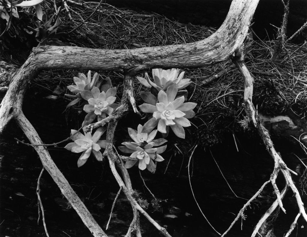 Detail of Succulents, Point Lobos, 1951 by Anonymous