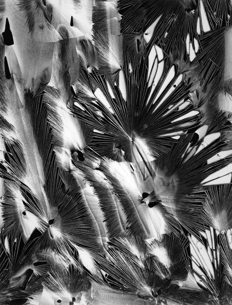 Detail of Plastic Paint by Anonymous