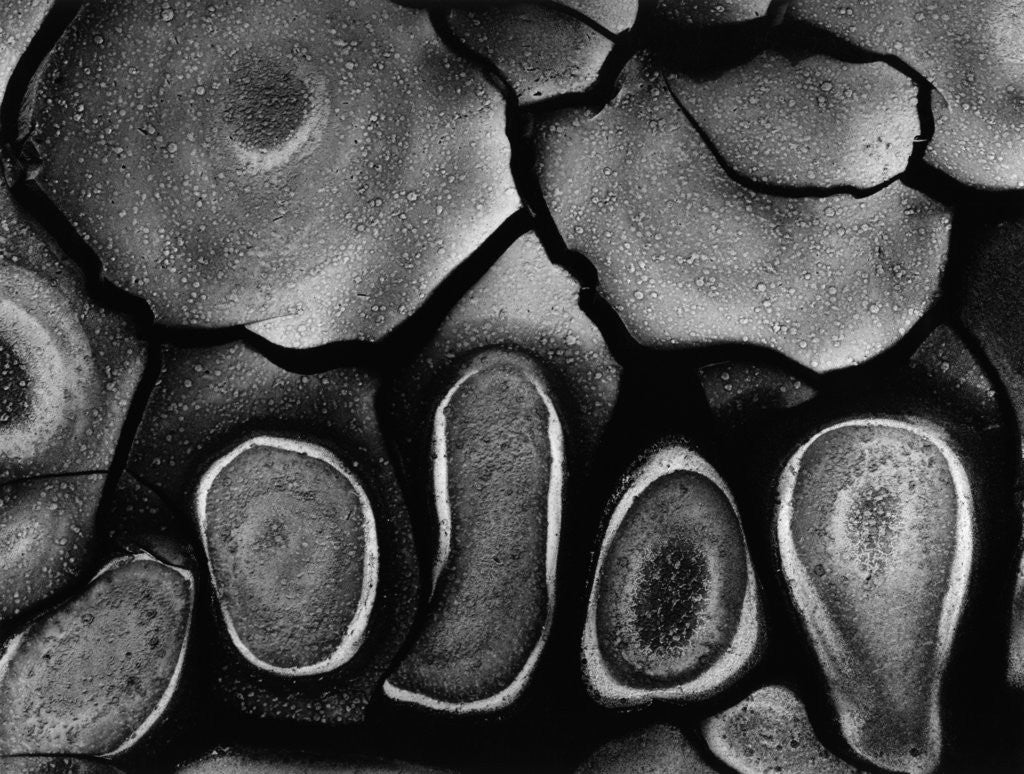 Detail of Mud Cracks, Death Valley, 1978 by Anonymous