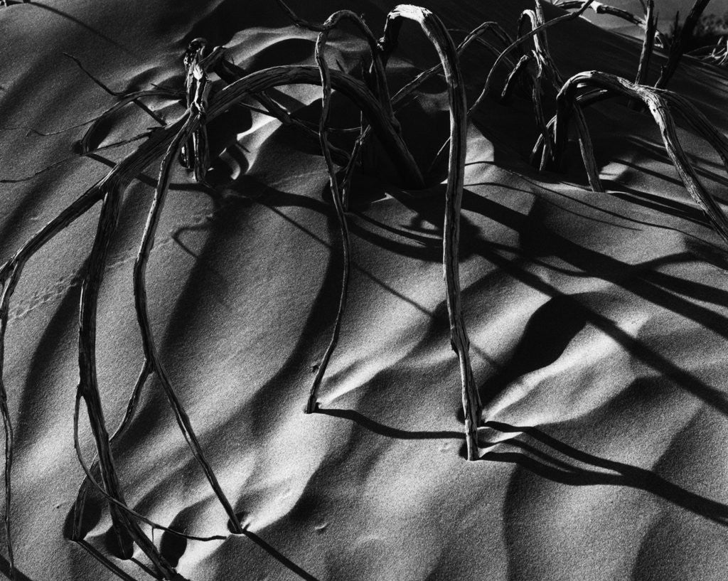 Detail of Branches in Sand by Anonymous