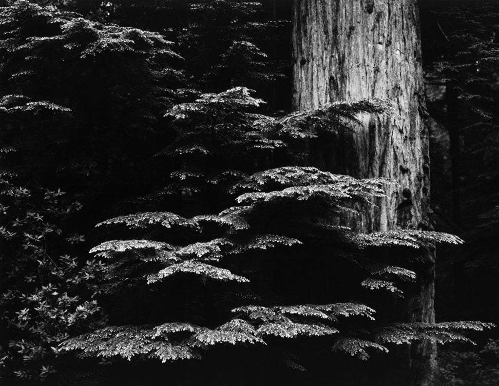 Detail of Redwood Tree, California, 1964 by Anonymous
