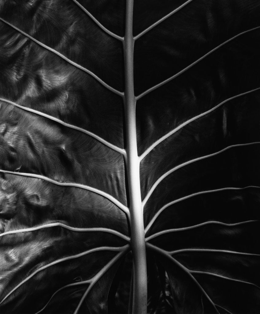 Detail of Leaf by Brett Weston