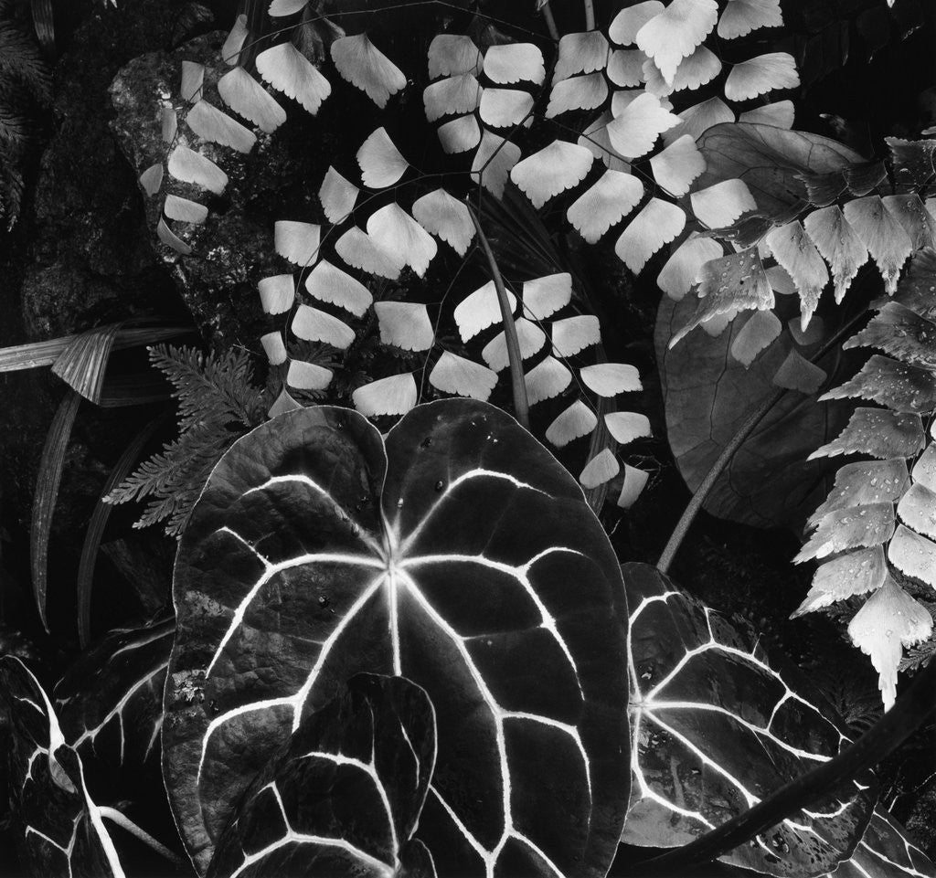 Detail of Leaves by Anonymous