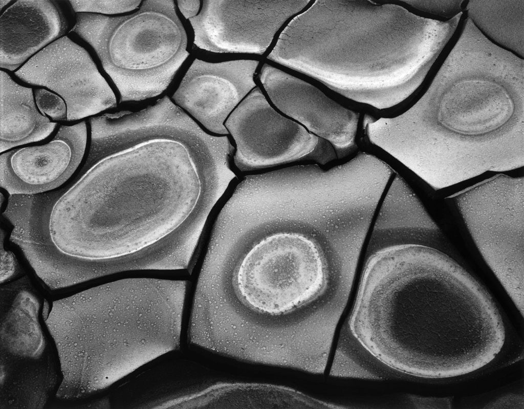 Detail of Cracked Mud, 1969 by Anonymous