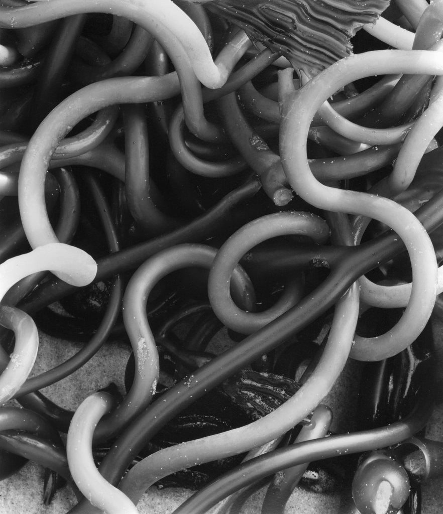 Detail of Kelp by Anonymous