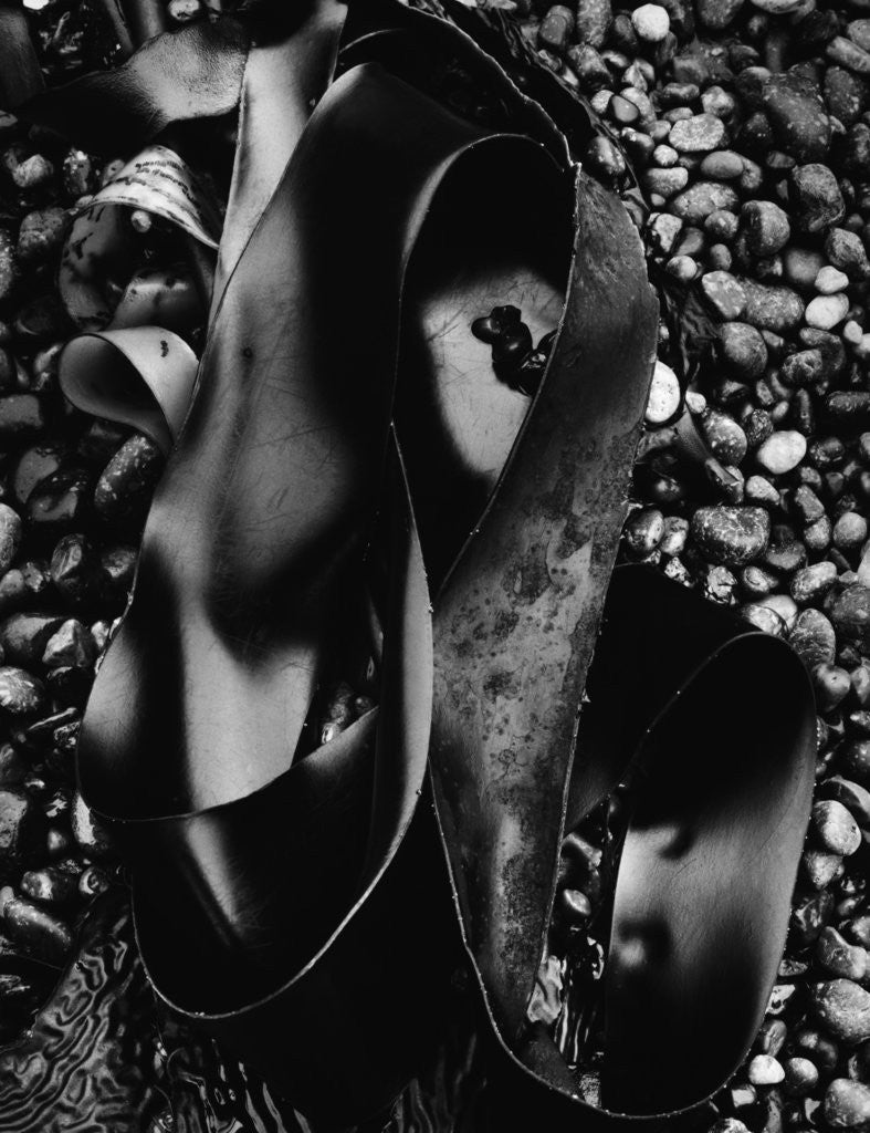 Detail of Kelp by Anonymous