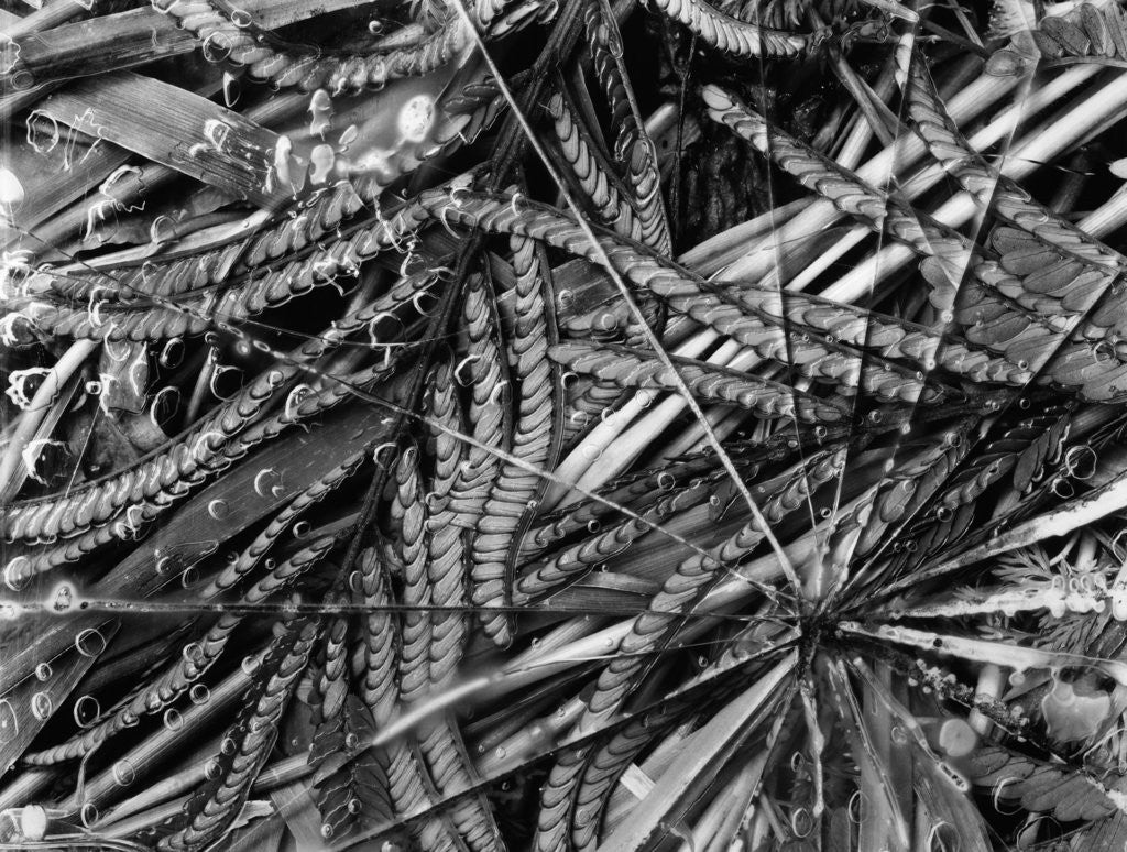 Detail of Leaves Under Broken Glass by Anonymous