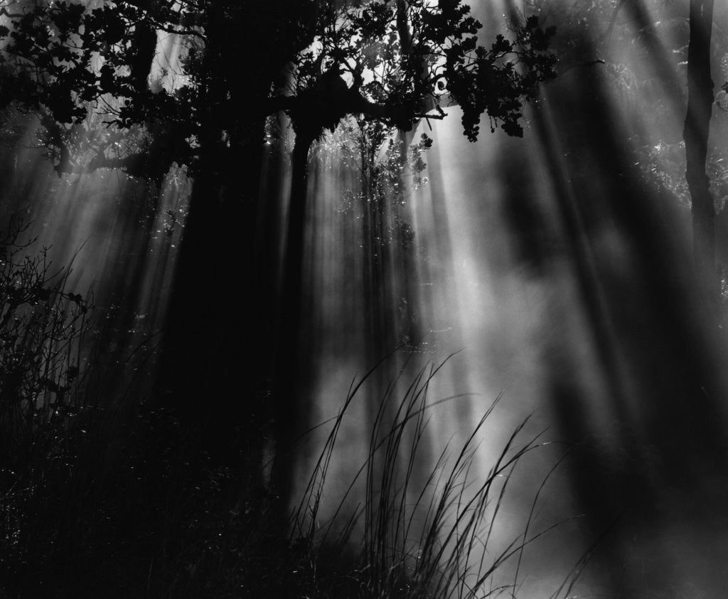 Detail of Sunbeams in Trees by Anonymous