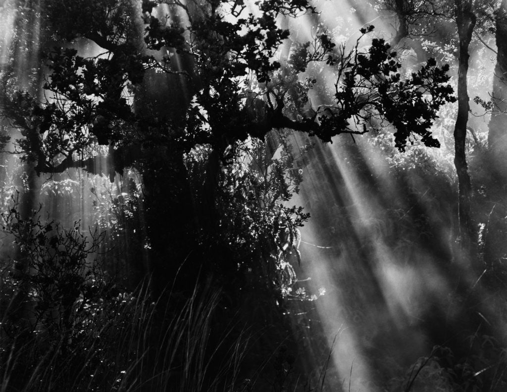 Detail of Sunbeams in Trees by Anonymous