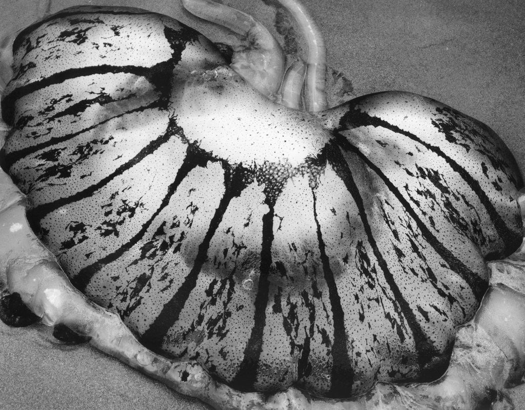 Detail of Jellyfish, California, 1967 by Corbis