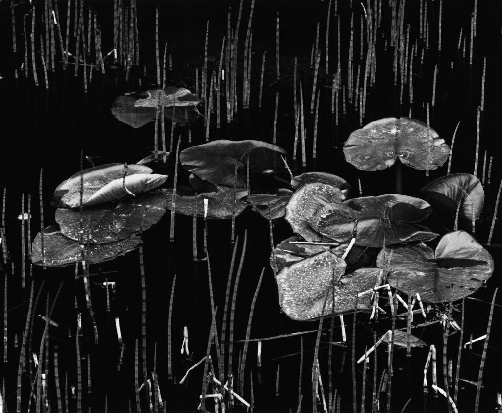 Detail of Swamp, Alaska, 1977 by Anonymous