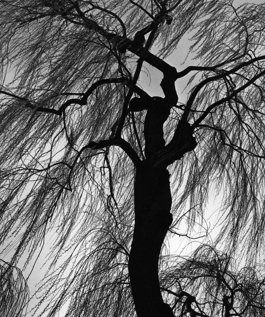 Detail of Weeping Willow, Oregon, 1975 by Anonymous