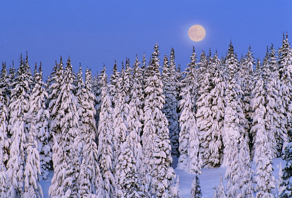 Detail of Moon Over Snow-Covered Trees by Anonymous