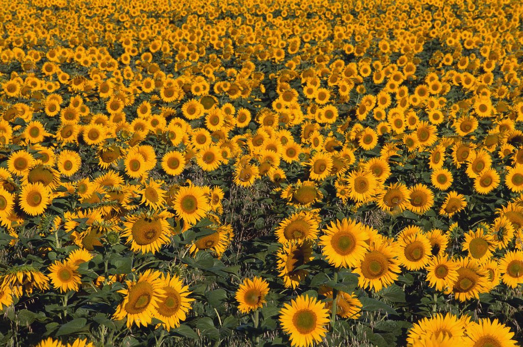 Detail of Field of Sunflowers by Anonymous