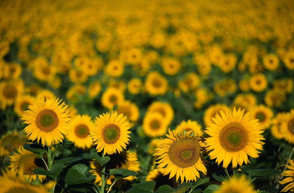 Detail of Field of Sunflowers by Corbis