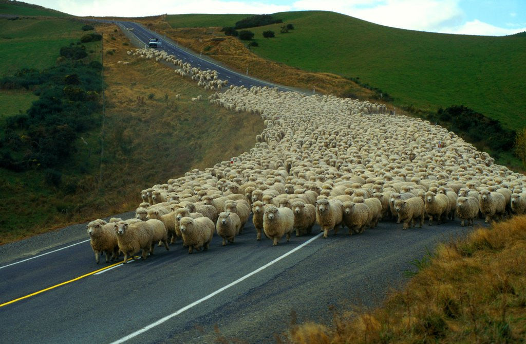 Detail of Flock of Sheep in Roadway by Corbis