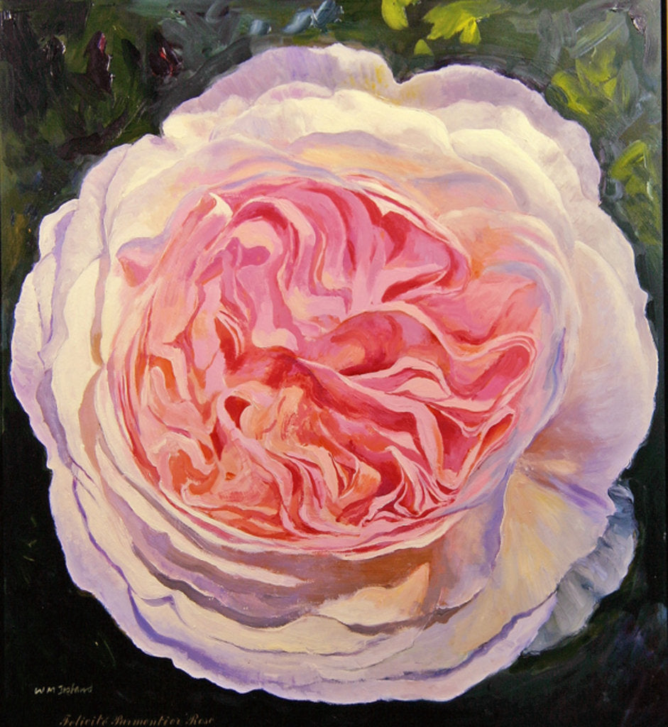 Detail of Victorian Rose by William Ireland