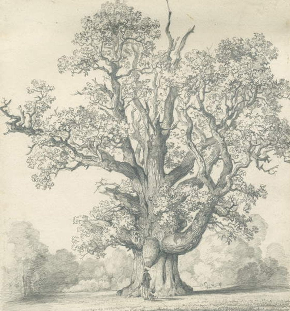 Detail of Needwood - Swilcar Oak by School English