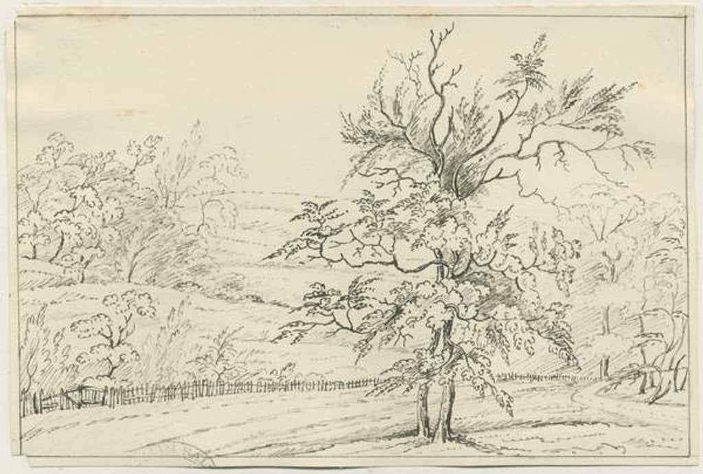 Detail of Cannock Chase by School English