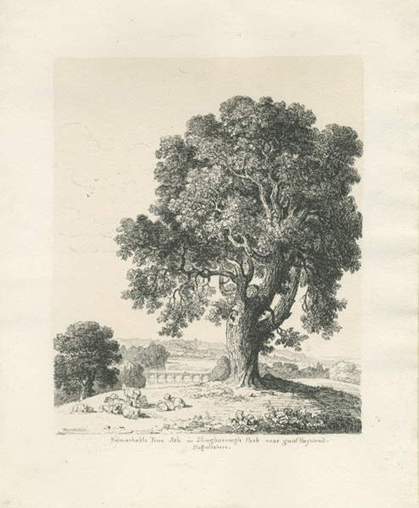 Detail of Shugborough Park - Ash Tree: pen and ink drawing, 1836 by Thomas Peploe Wood