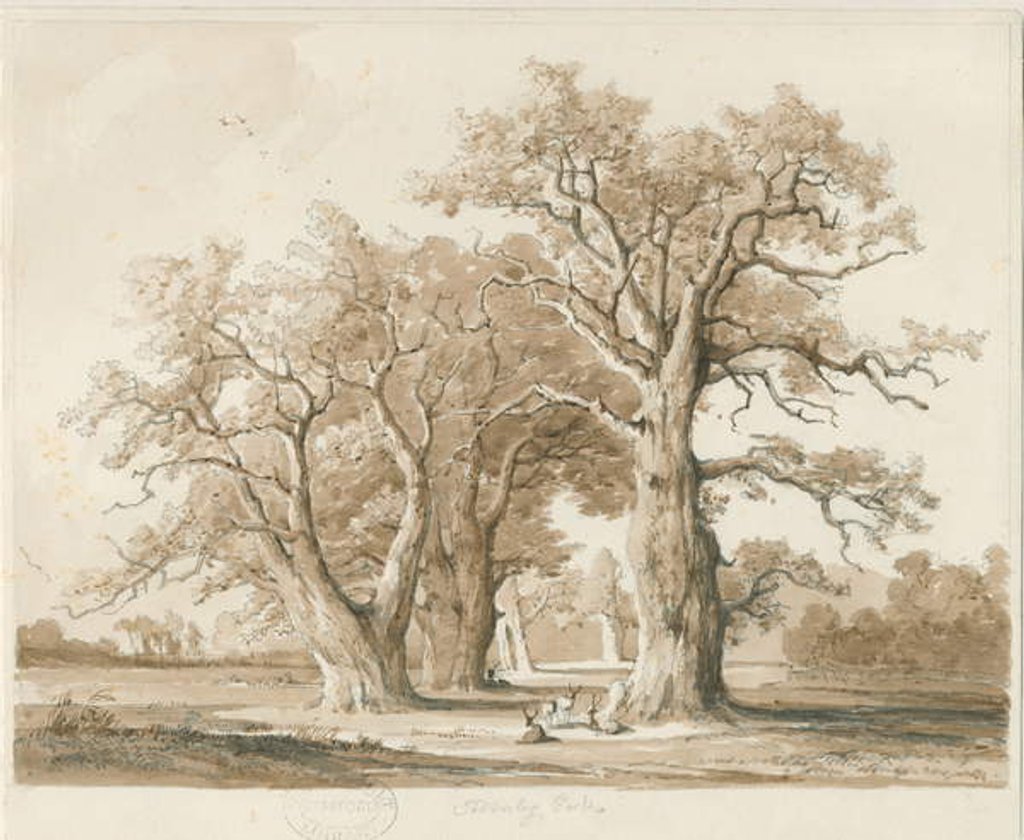 Detail of Teddesley Hall - Oak Trees: pencil and wash drawing, nd [Nov 1842] by Thomas Peploe Wood