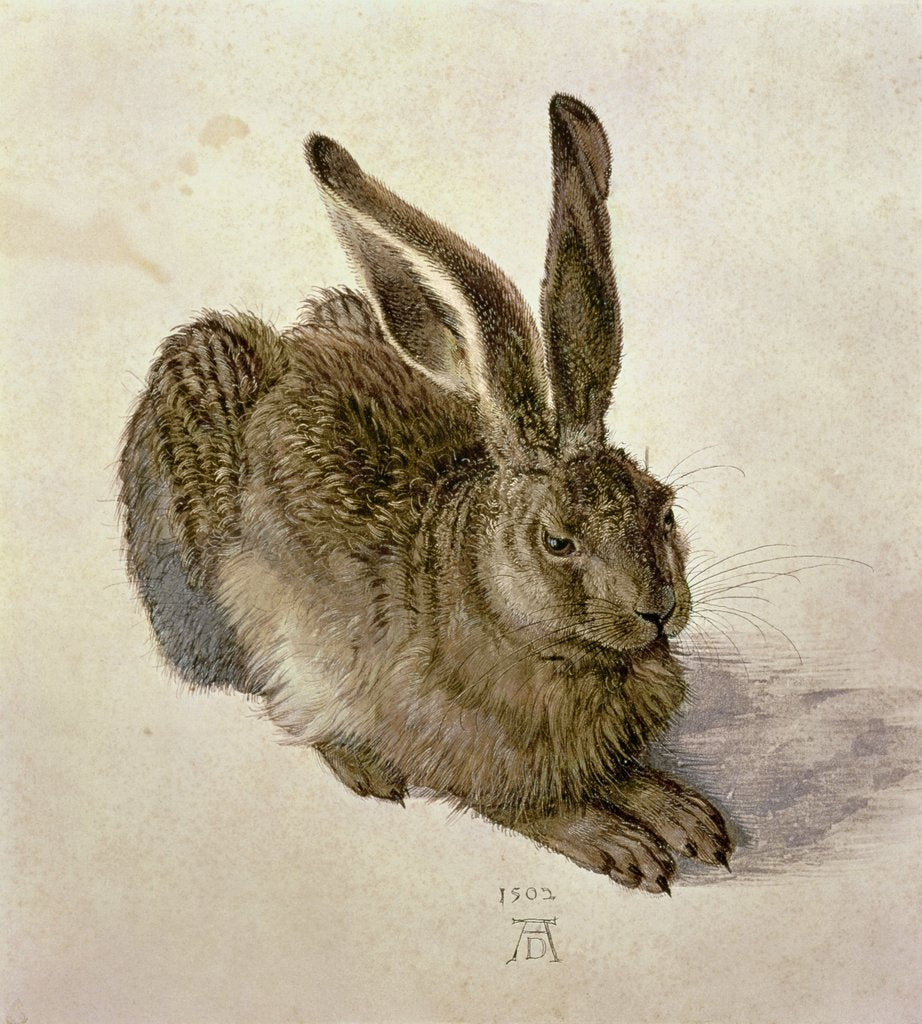Detail of Hare, 1502 by Albrecht Dürer