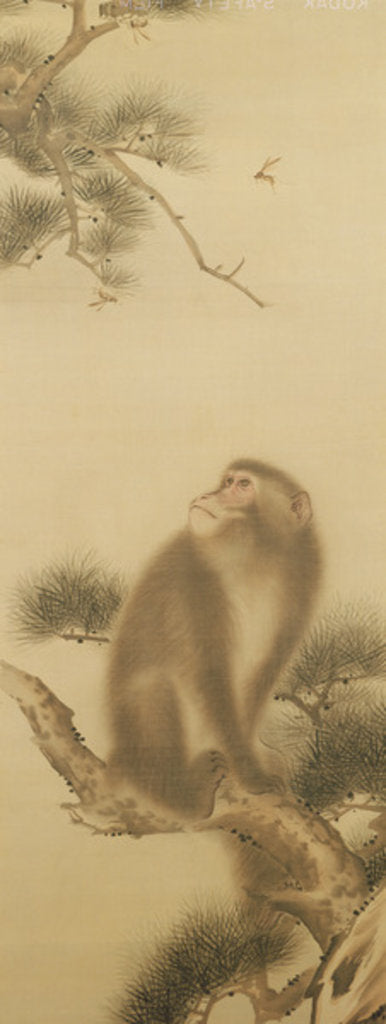 Detail of Monkey watching a dragonfly by Japanese School