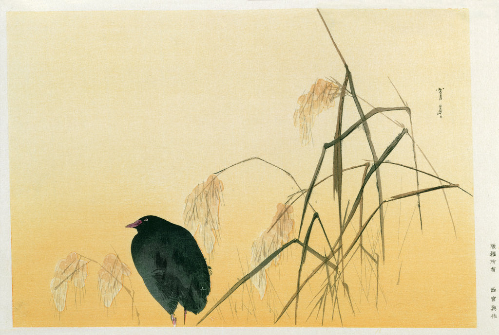 Detail of Blackbird, Edo Period by Japanese School