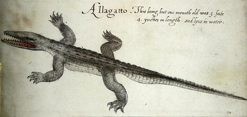 Detail of Alligator by John White