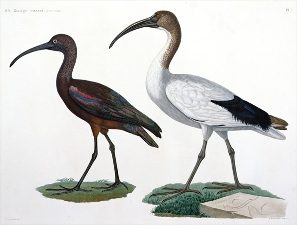Detail of Ibises by Jules-Cesar Savigny