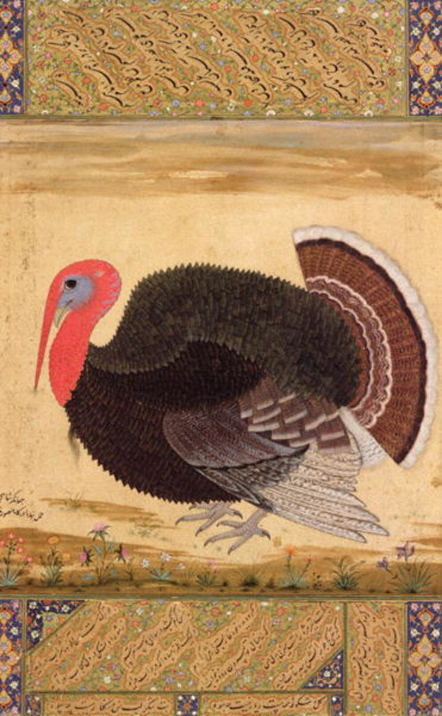 Detail of A turkey-cock, brought to Jahangir from Goa in 1612 by Mansur