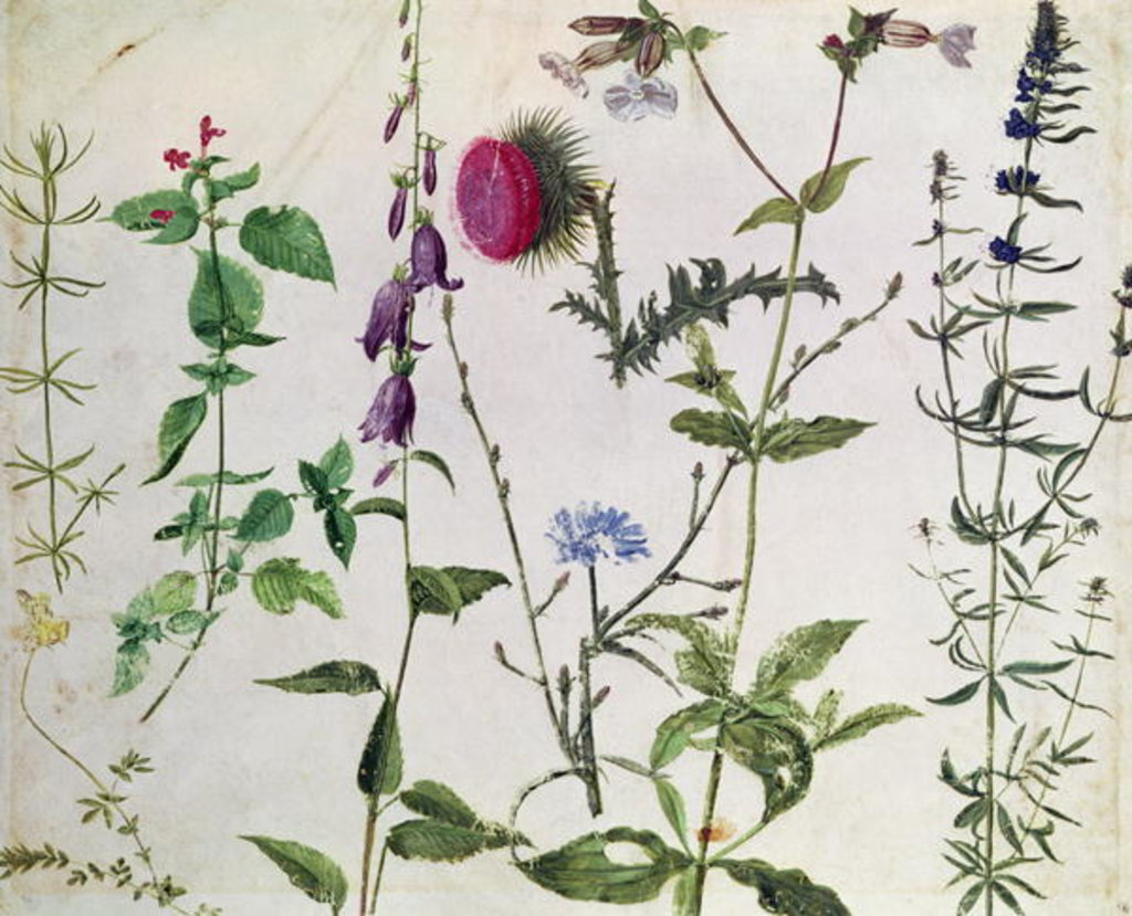 Detail of Eight Studies of Wild Flowers, 16th century by Hans Hoffmann