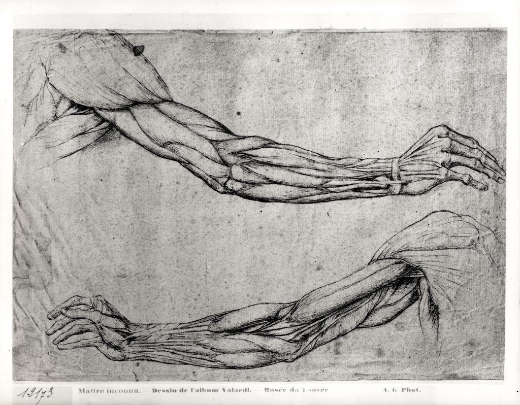 Detail of Study of Arms by Leonardo da Vinci