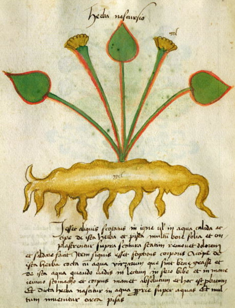 Detail of Herba Nastrusio by Italian School