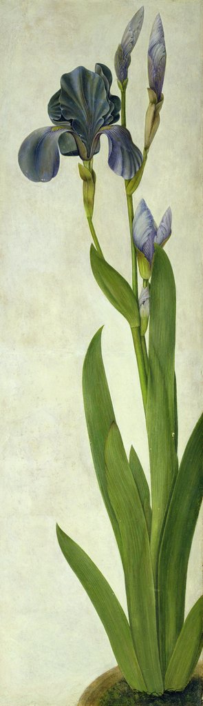Detail of An Iris by Albrecht Dürer