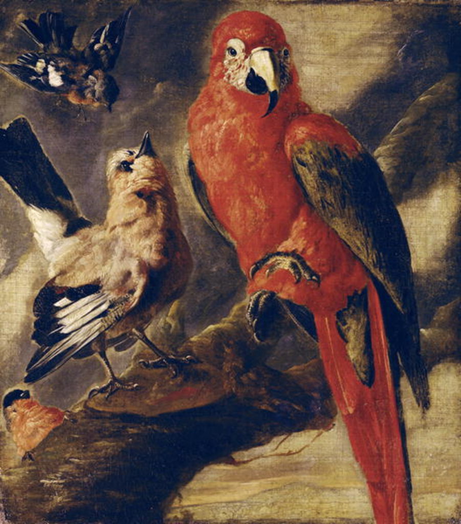 Detail of Macaw and Bullfinch by Flemish School